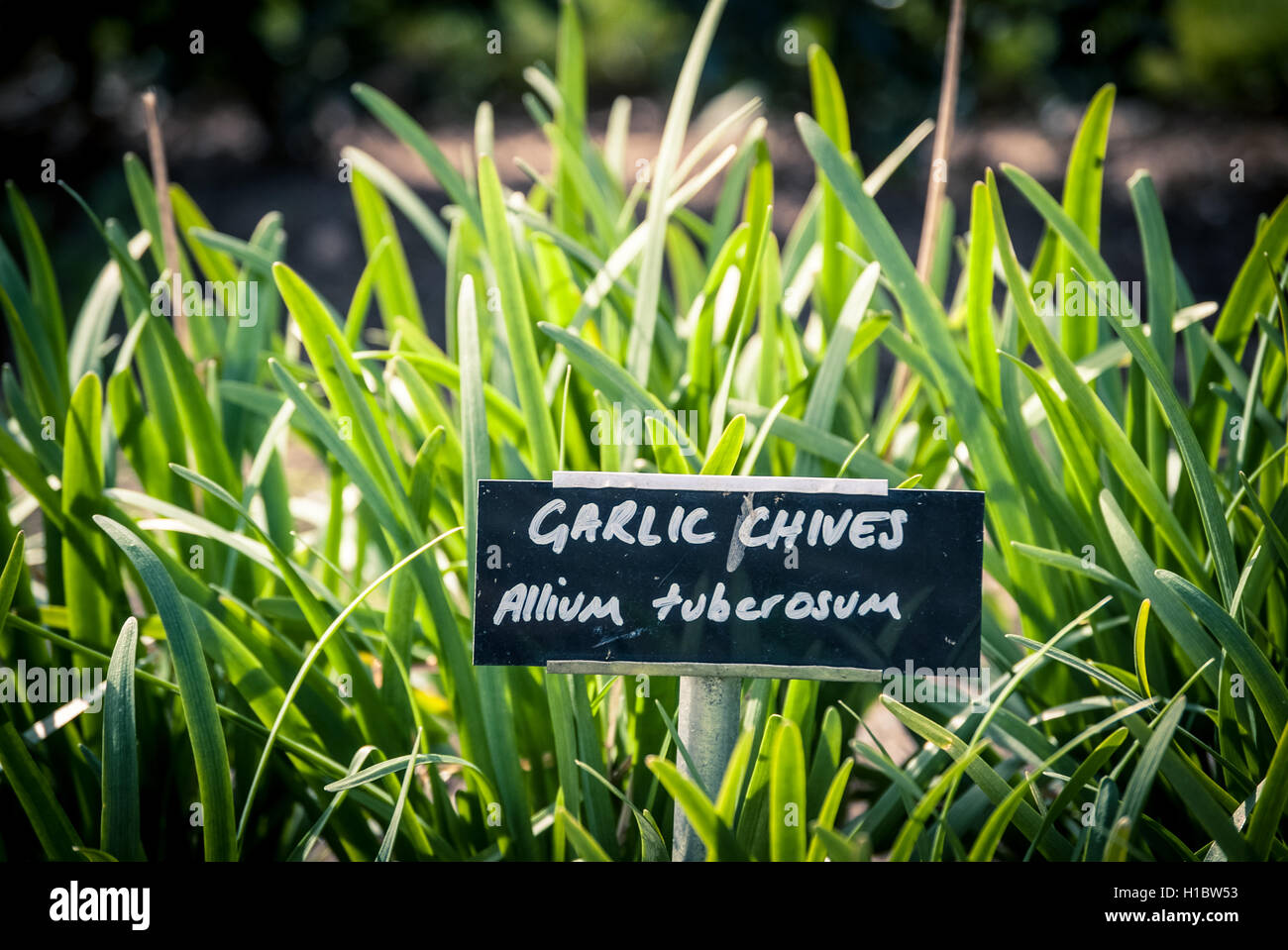 garlic chives (allium tuberosum) growing in a garden Stock Photo