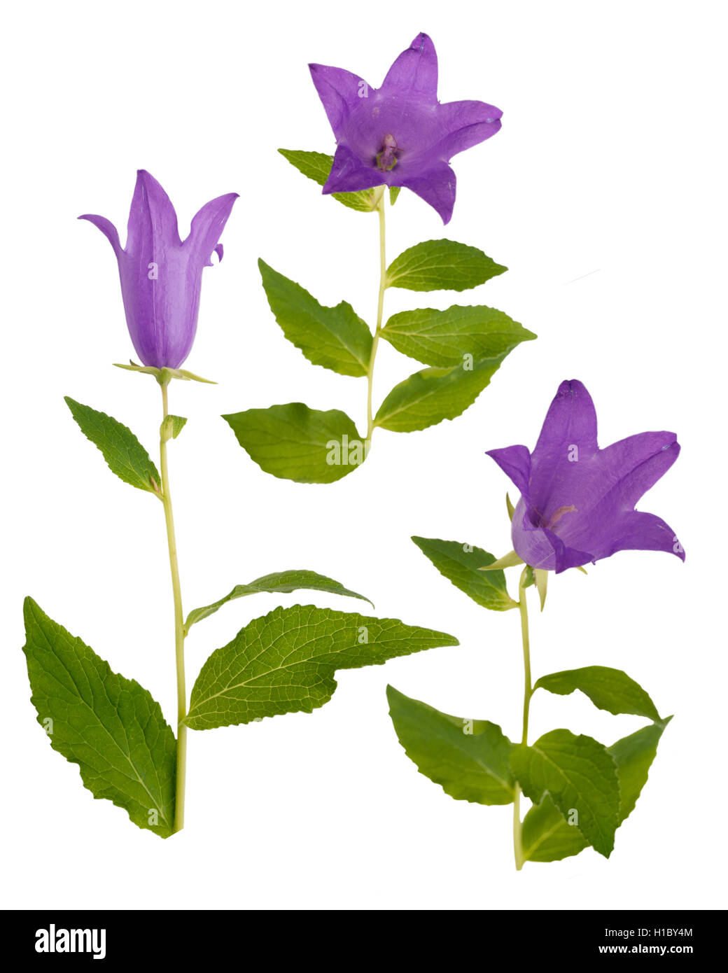 Three Violet bellflowers isolated on white Stock Photo