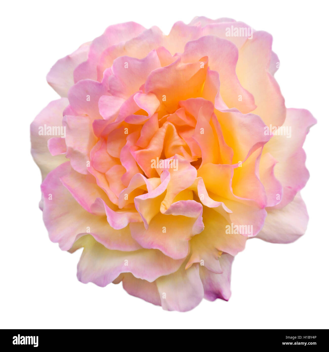Yellow and pink double rose isolated on white Stock Photo