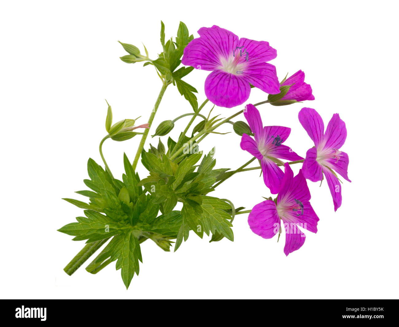 Wild geranium bouquet isolated on white Stock Photo Alamy