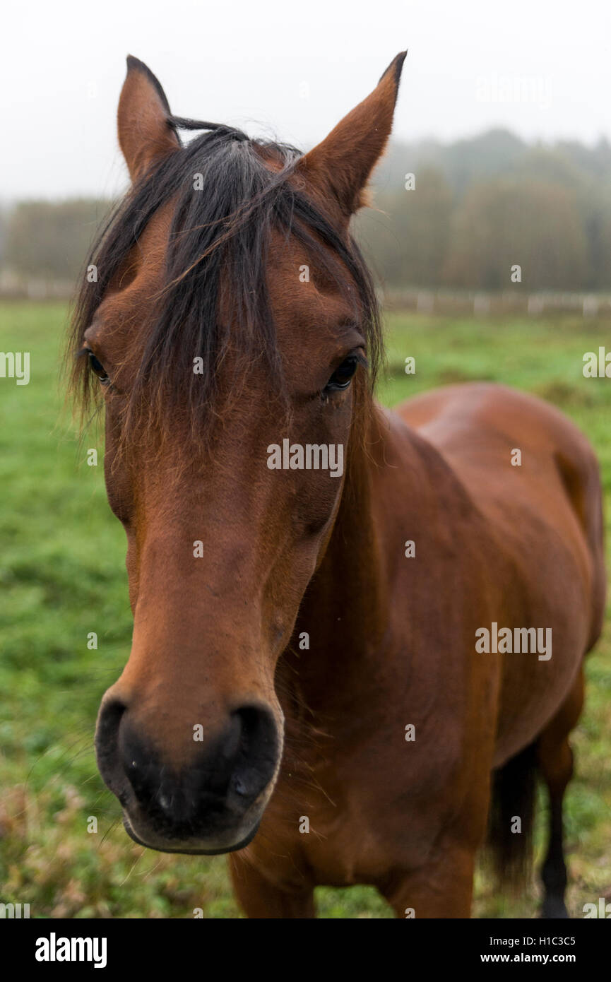 A brown horse standing in a field Stock Photo - Alamy
