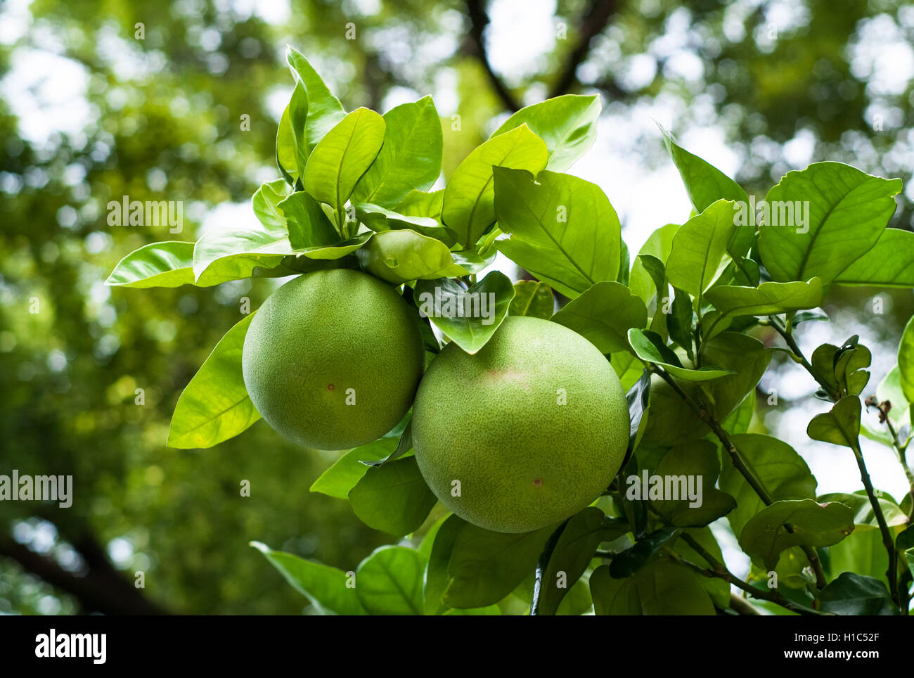 closeup of green pomelo fruits on a tree Stock Photo Alamy
