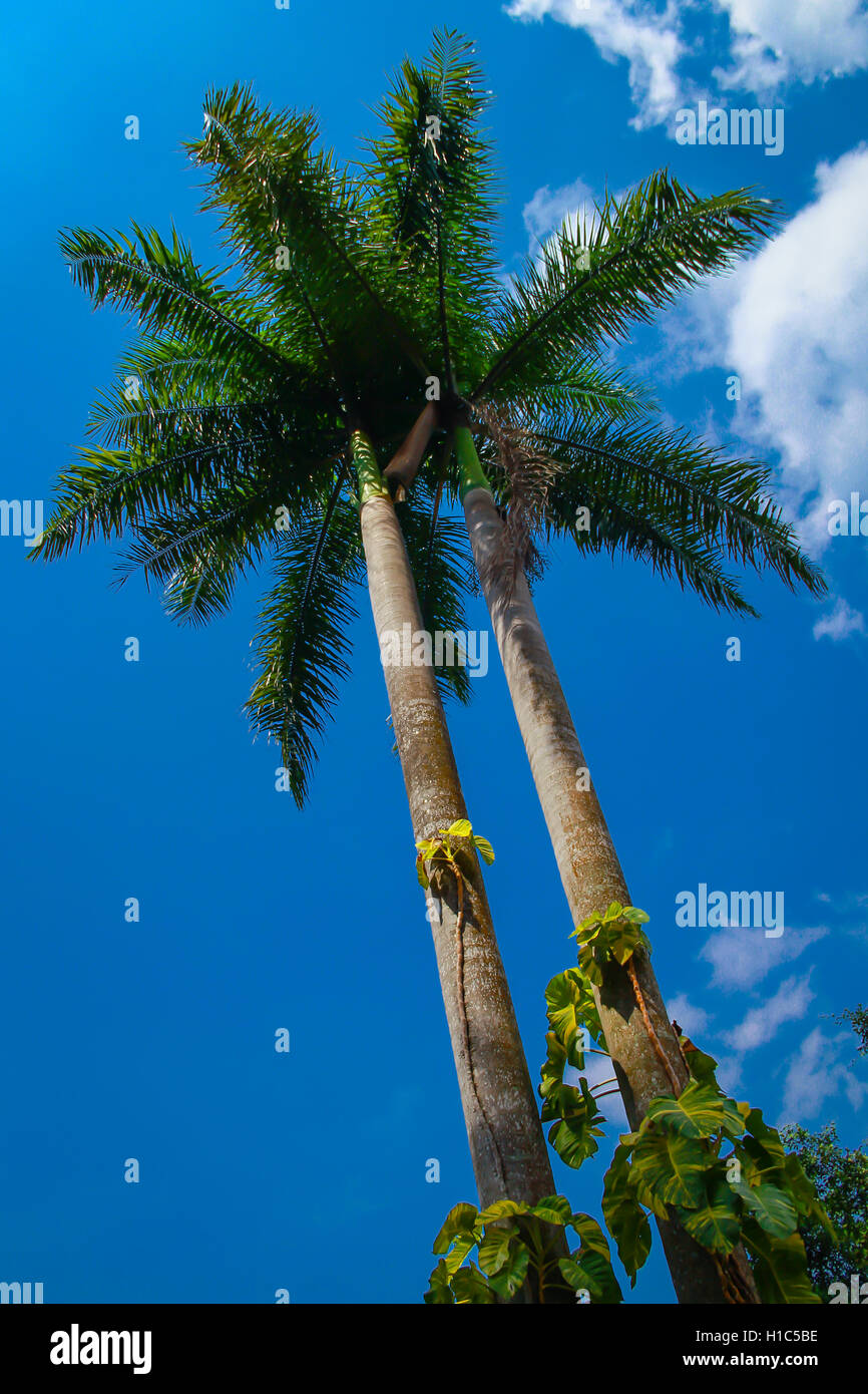 palm tree on the blue sky background Stock Photo - Alamy