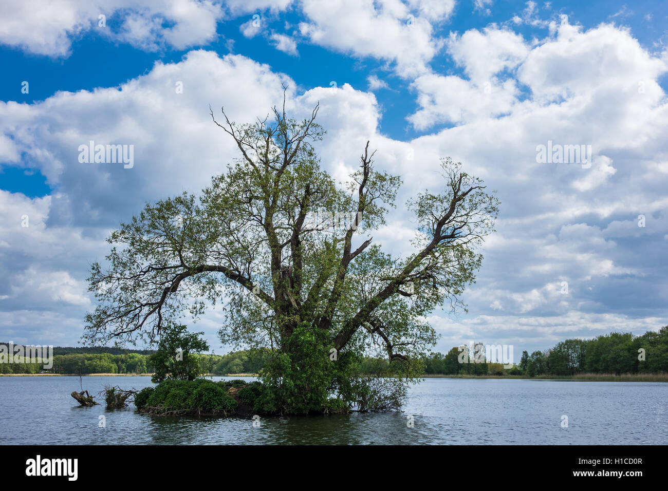 Trees in Koelpinsee on the island Usedom Stock Photo
