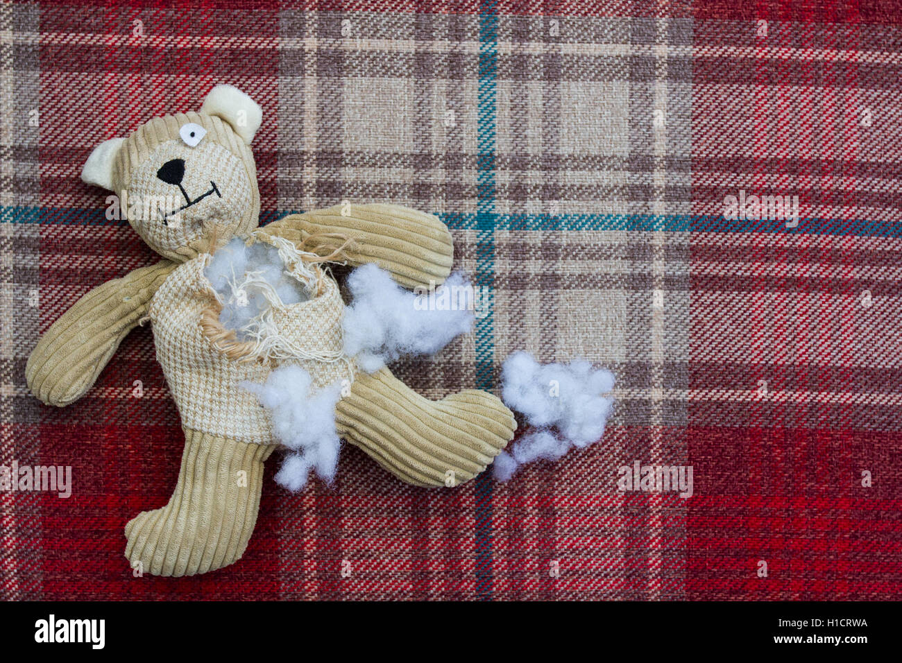 Sad, Abandoned and Damaged Teddy Bear with stuffing falling out Stock Photo