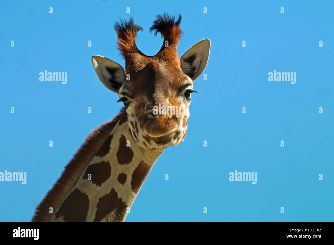 Portrait of a young giraffe Stock Photo