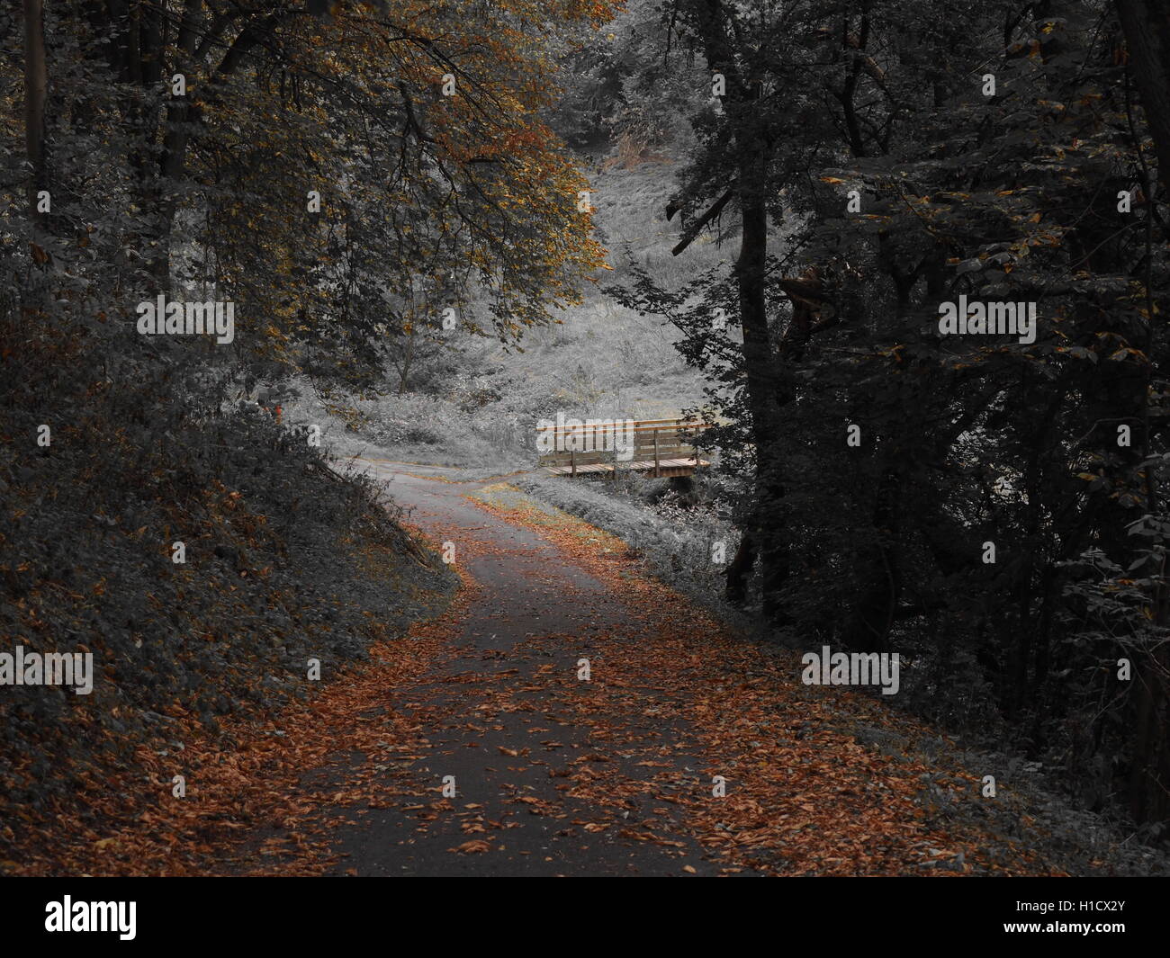Autumn leaves on a pathway in the local park Stock Photo - Alamy