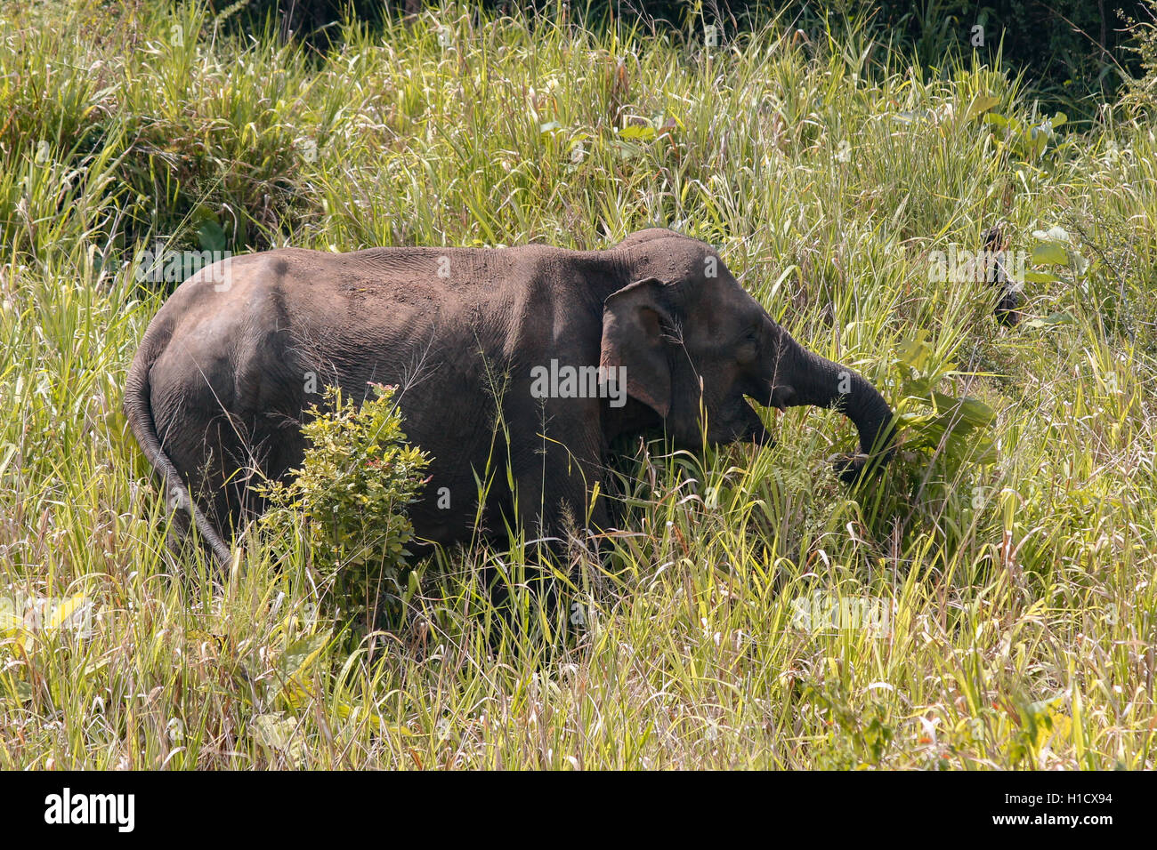 Happy Looking Sri Lankan Elephant (Elephas maximus maximus) Stock Photo