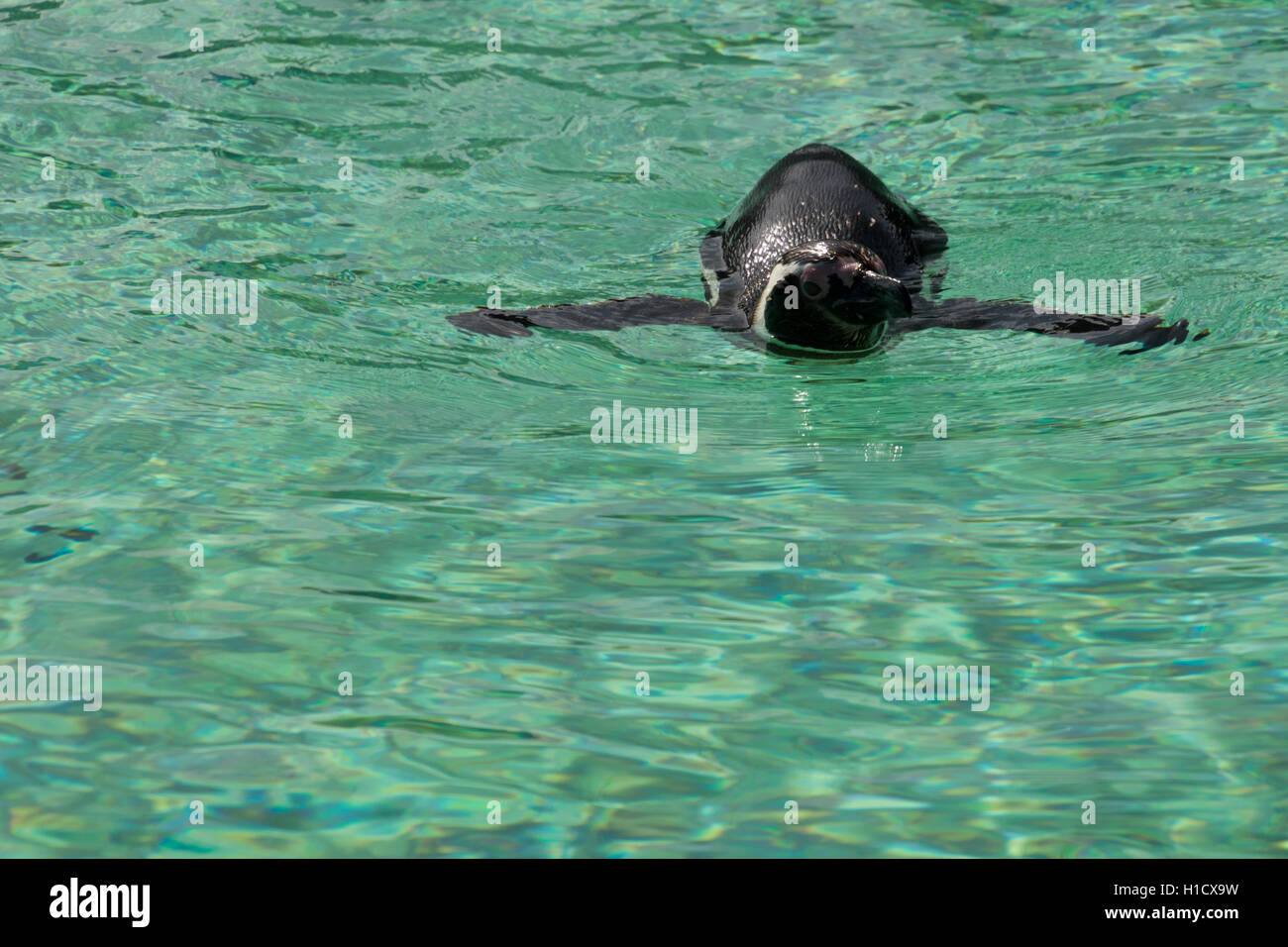 Penguin swimming at Blackpool zoo Stock Photo - Alamy