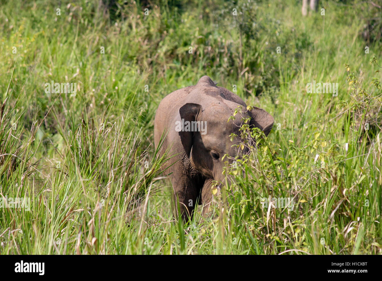 Baby Asian Elephant in the Wild Stock Photo