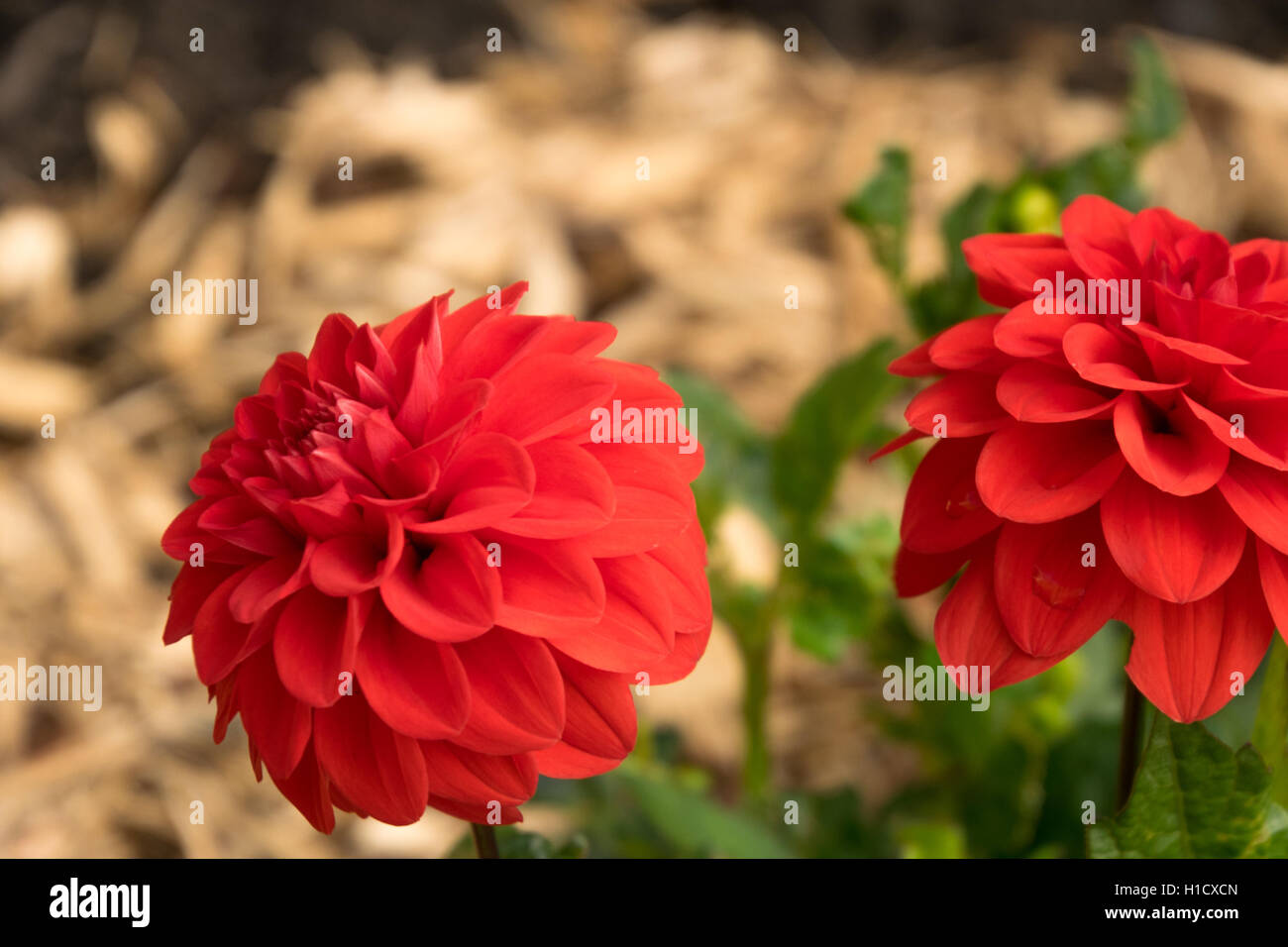 Red Dwarf dahlia flower Stock Photo