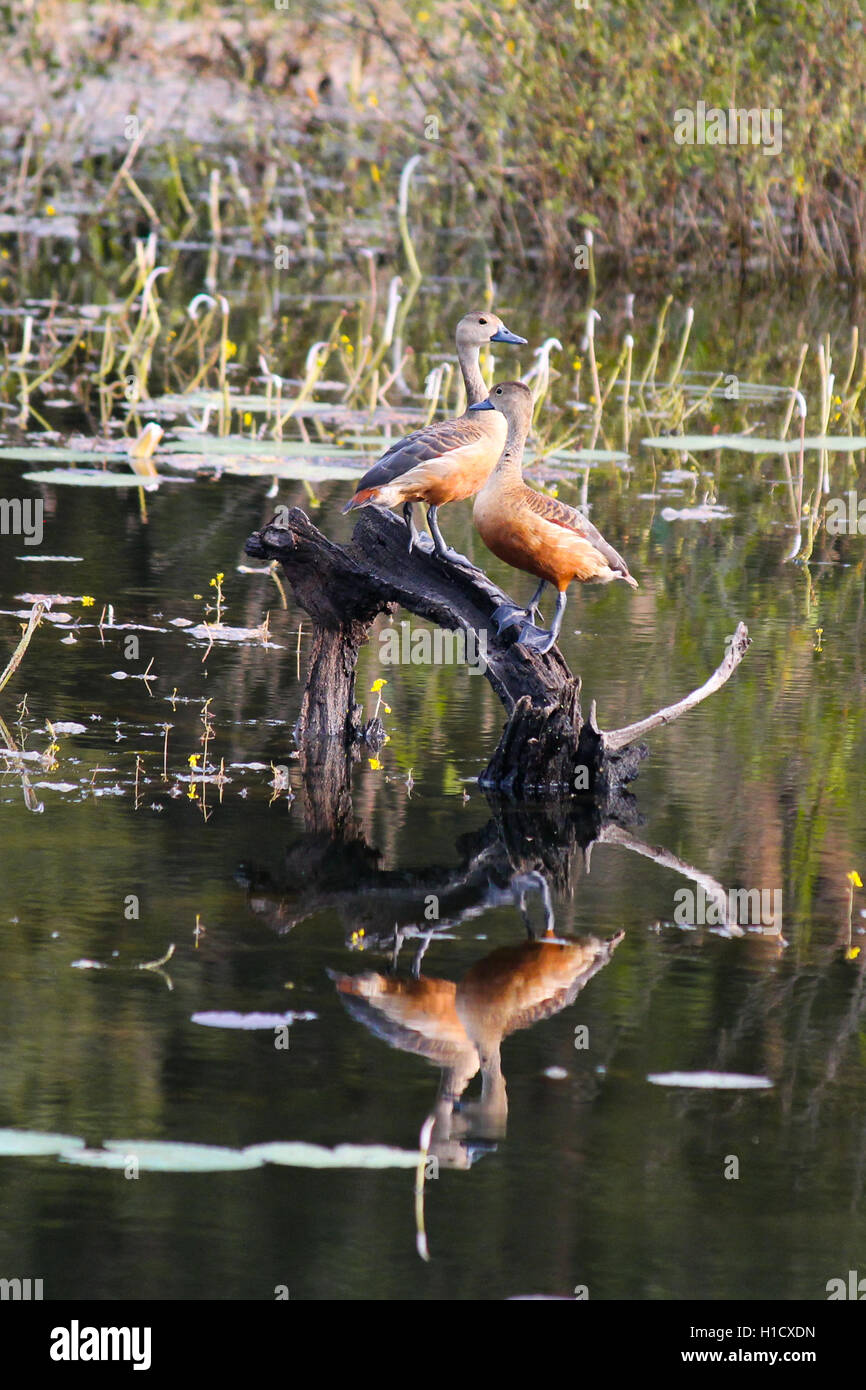 Lesser Whistling Duck Dendrocygna javanica Pair Stock Photo