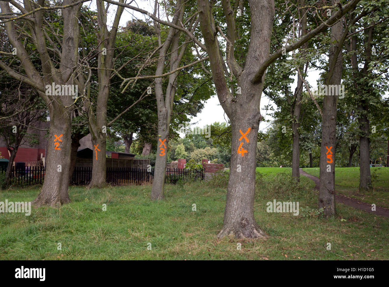 Dead trees in an Edinburgh park, numbered and waiting to be felled. Stock Photo