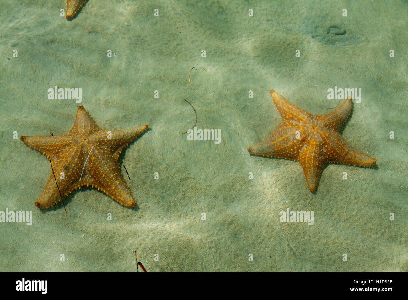 Underwater starfish, Caribbean sea Stock Photo