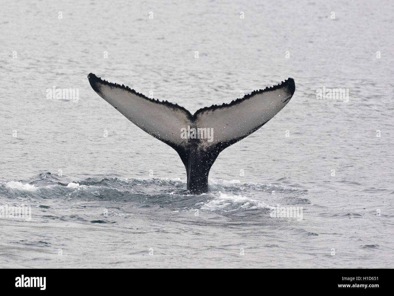 Humpback whale tail hi-res stock photography and images - Alamy