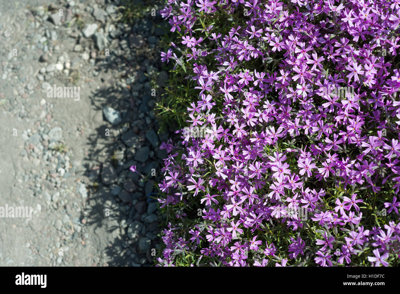 Flowers Phlox subulata Stock Photo - Alamy