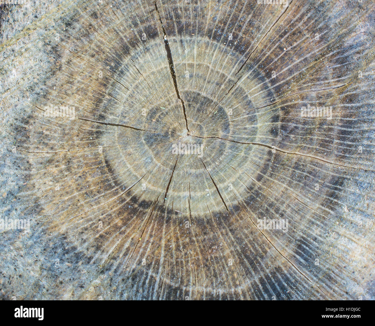 Tree Stump Background for wallpaper or art Stock Photo - Alamy