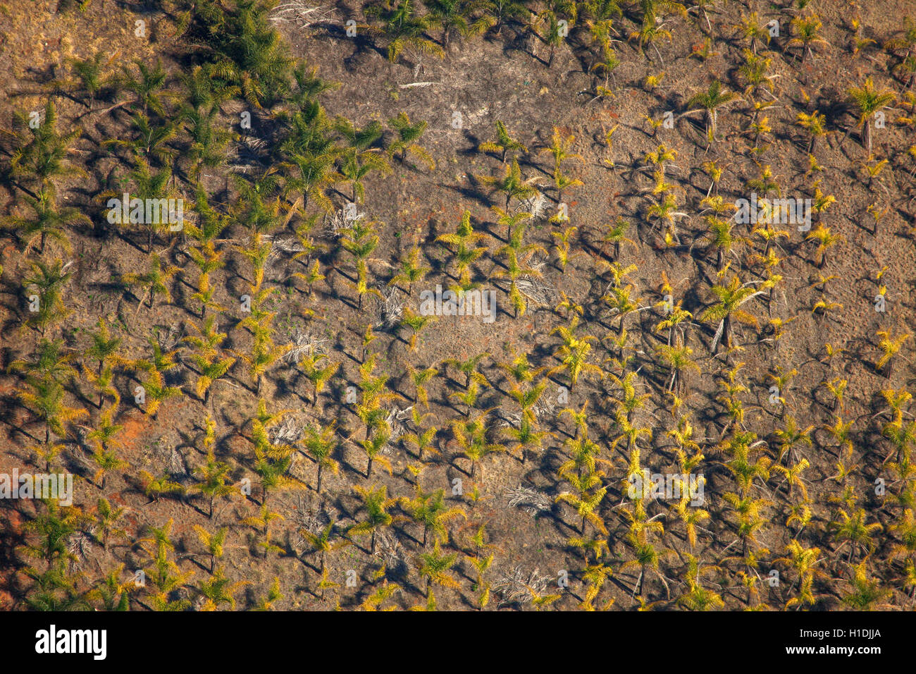 Aerial photograph of a palm tree plantation in Magalisburg, Gauteng, South Africa Stock Photo