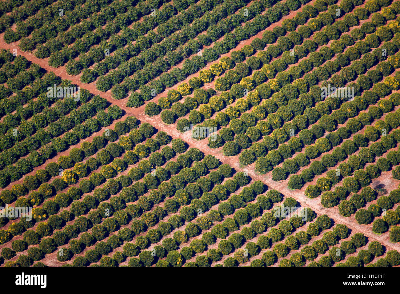 Aerial photograph of fruit plantation near Brits, North West Province