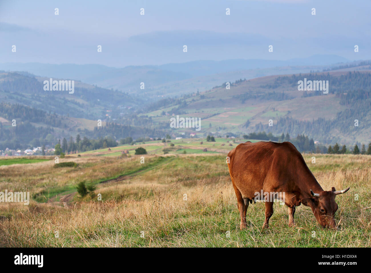 Cattle cows green pasture hills hi-res stock photography and images - Alamy
