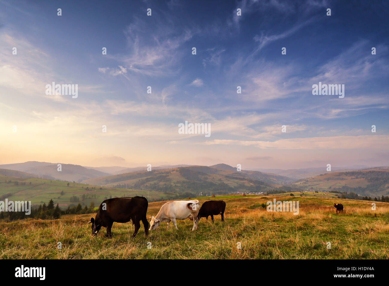 Cows herd on a mountain pasture. Autumn hills Stock Photo - Alamy