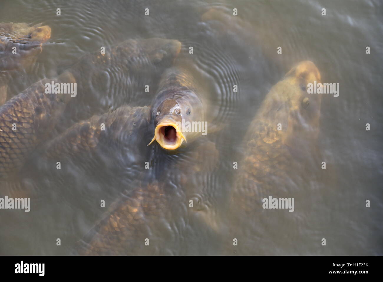 Carp fish with head out of water Stock Photo Alamy