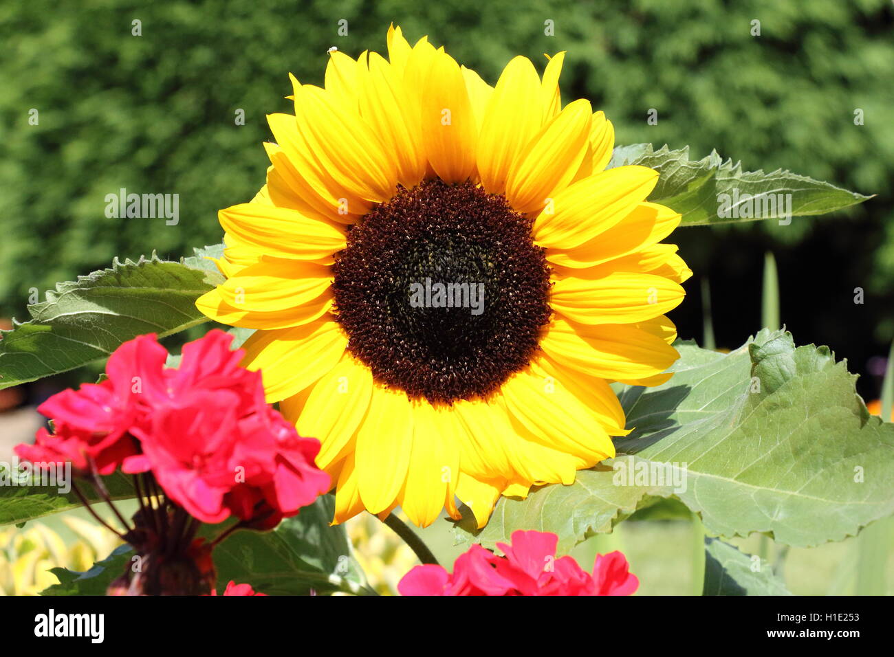 Sunflower in the sunshine Stock Photo