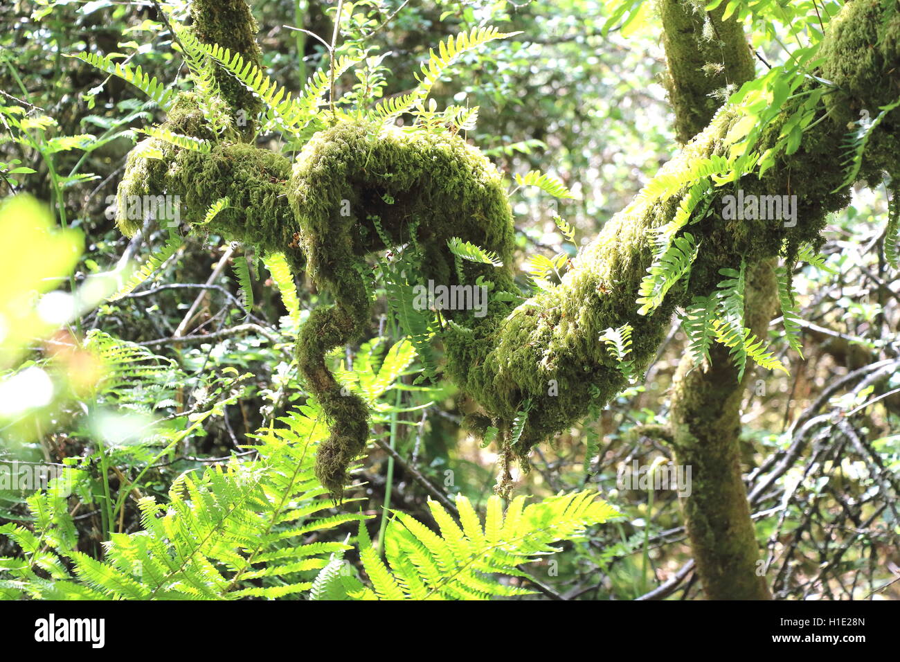 Moss growing on a branch which resembles a snake Stock Photo