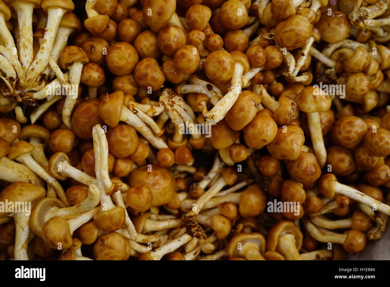 Forest Nameko mushrooms at Farmers Market in Summit, NJ, USA. Sometimes