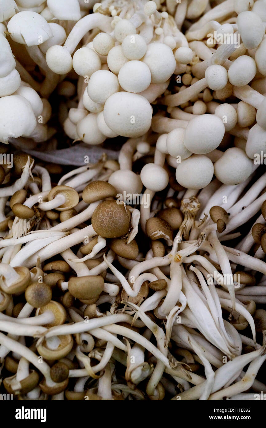 White Alba Clamshell or hon-shimeji or beech Mushrooms at Farmers Market.  Group of mushrooms Stock Photo