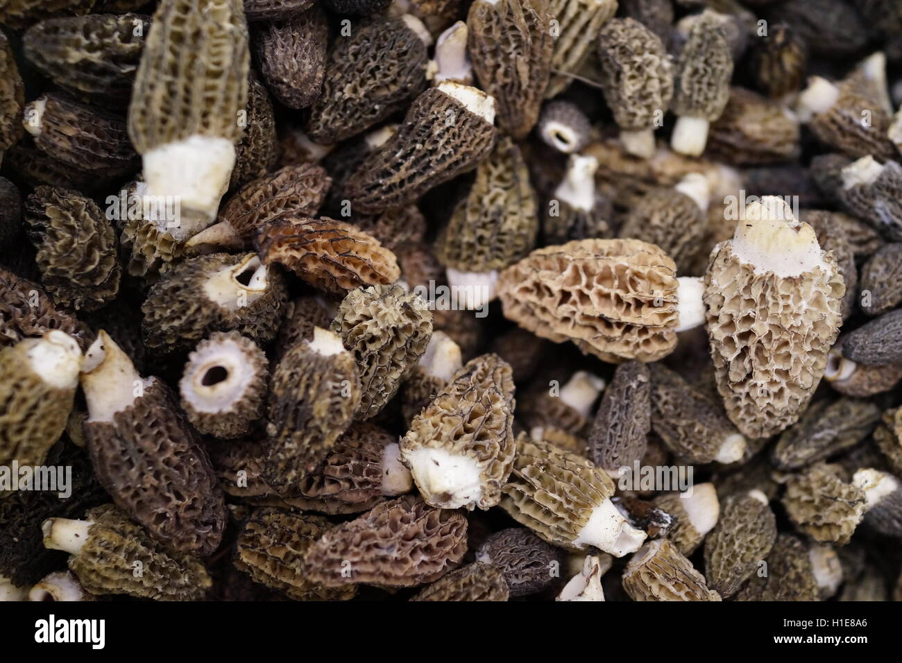 mushroom High Resolution Stock Photography and Images Alamy