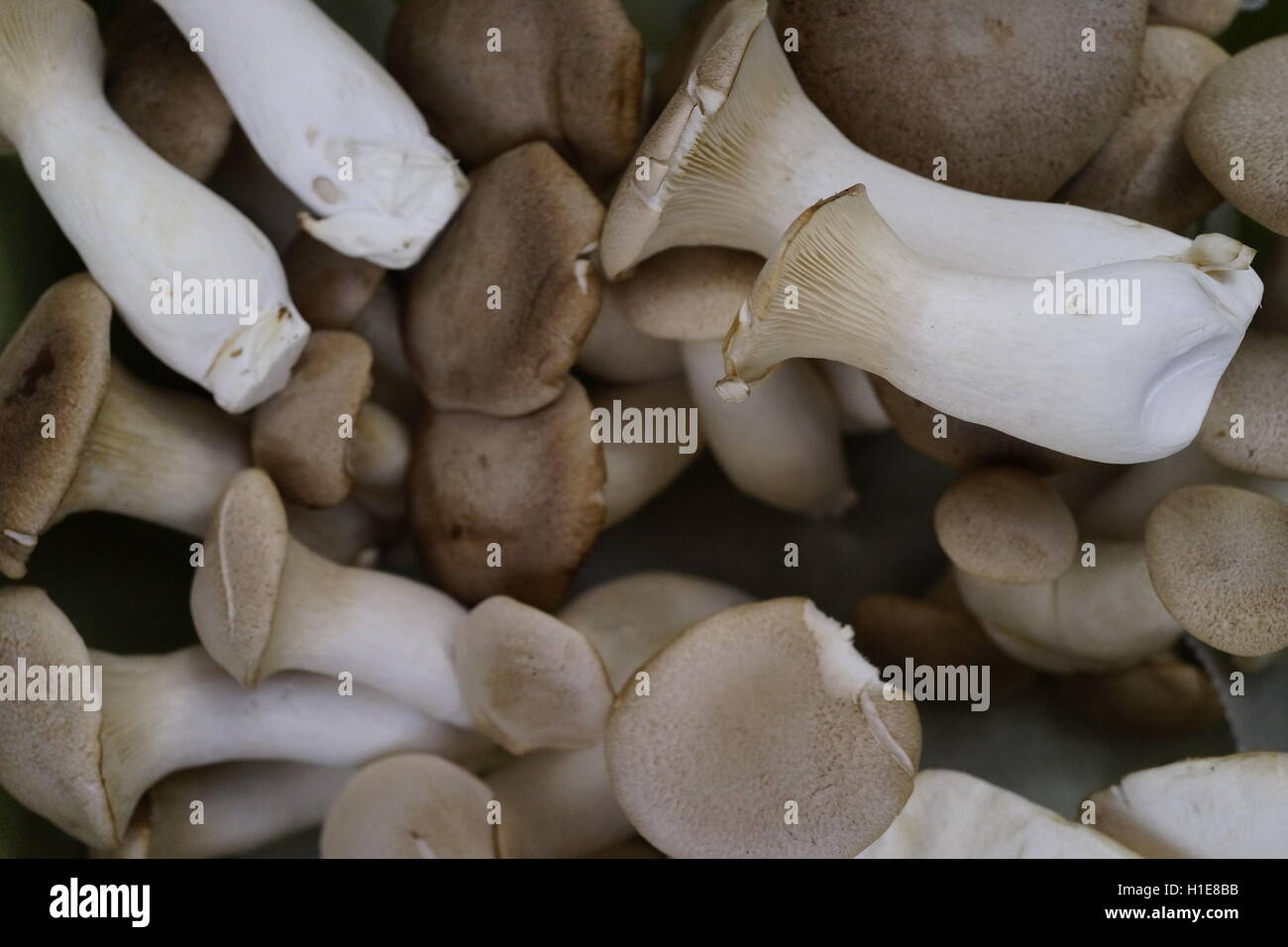 King Oyster mushroom at a farmers market in Summit, New Jersey. Fresh