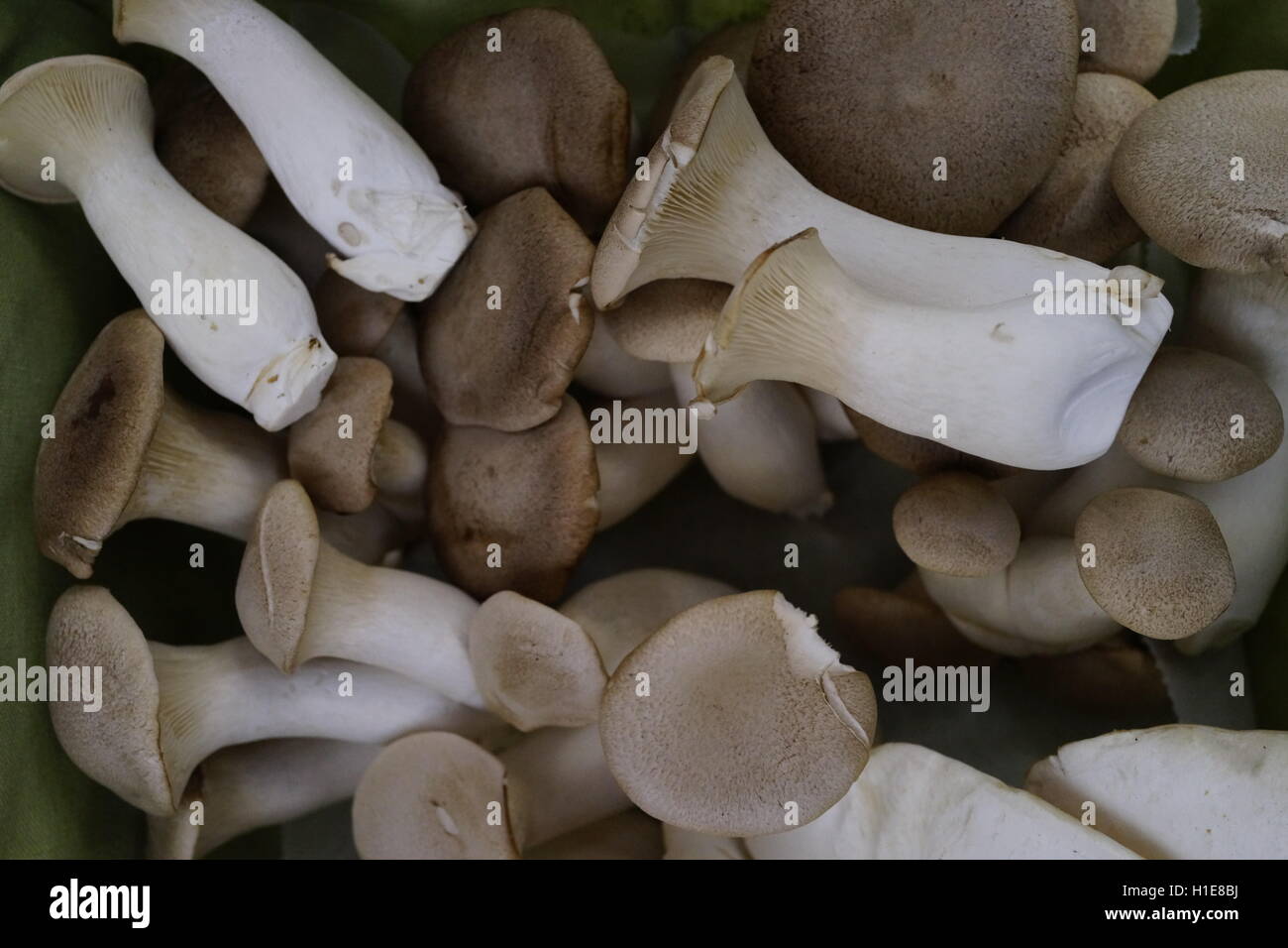 King Oyster mushroom at a farmers market in Summit, New Jersey. Fresh