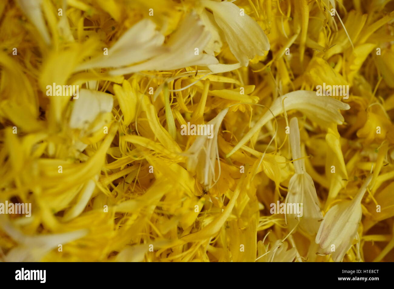 Honeysuckle gets its name because edible sweet nectar can be sucked