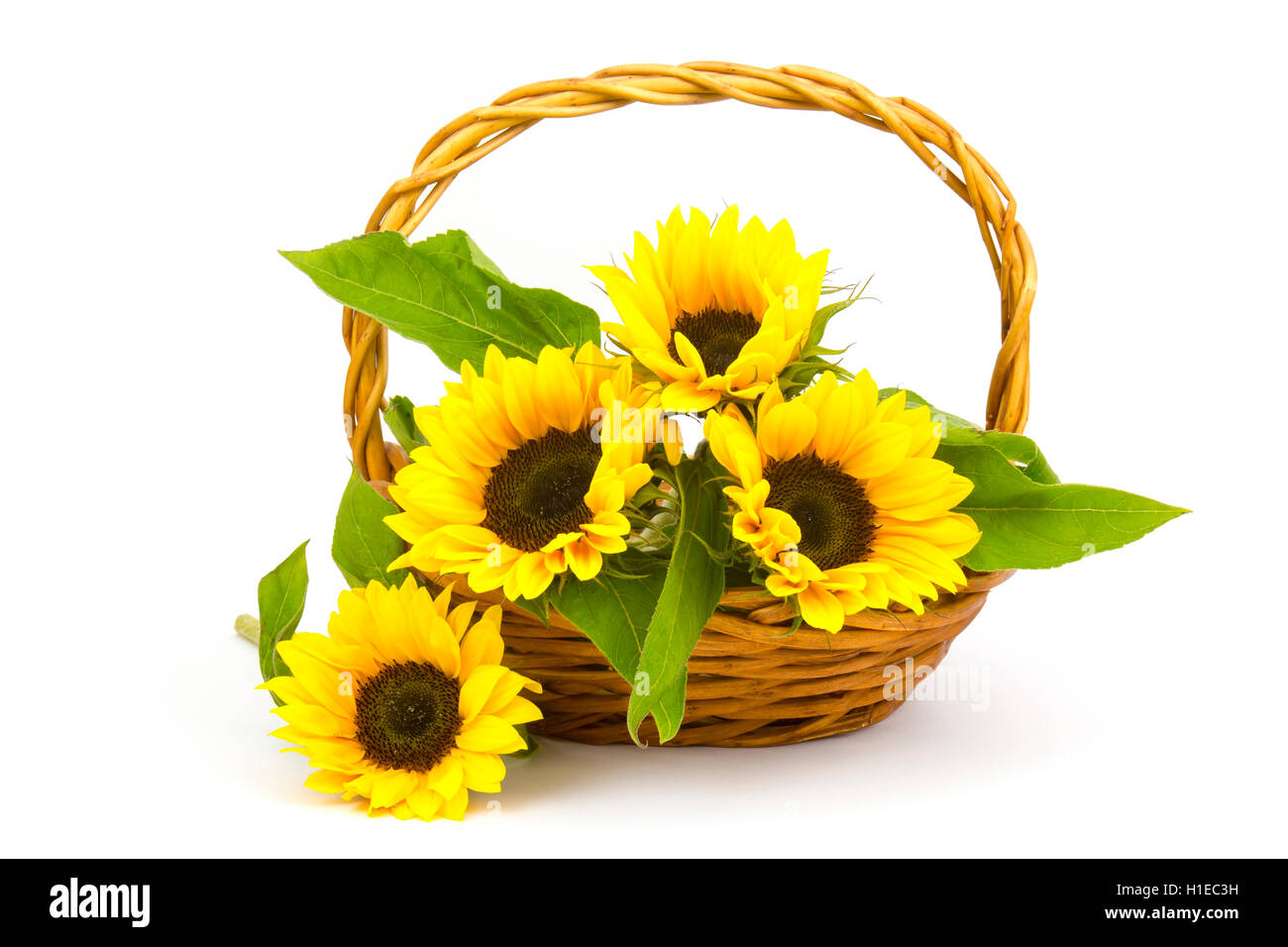 Beautiful sunflower bouquet in a basket (Helianthus Stock Photo - Alamy