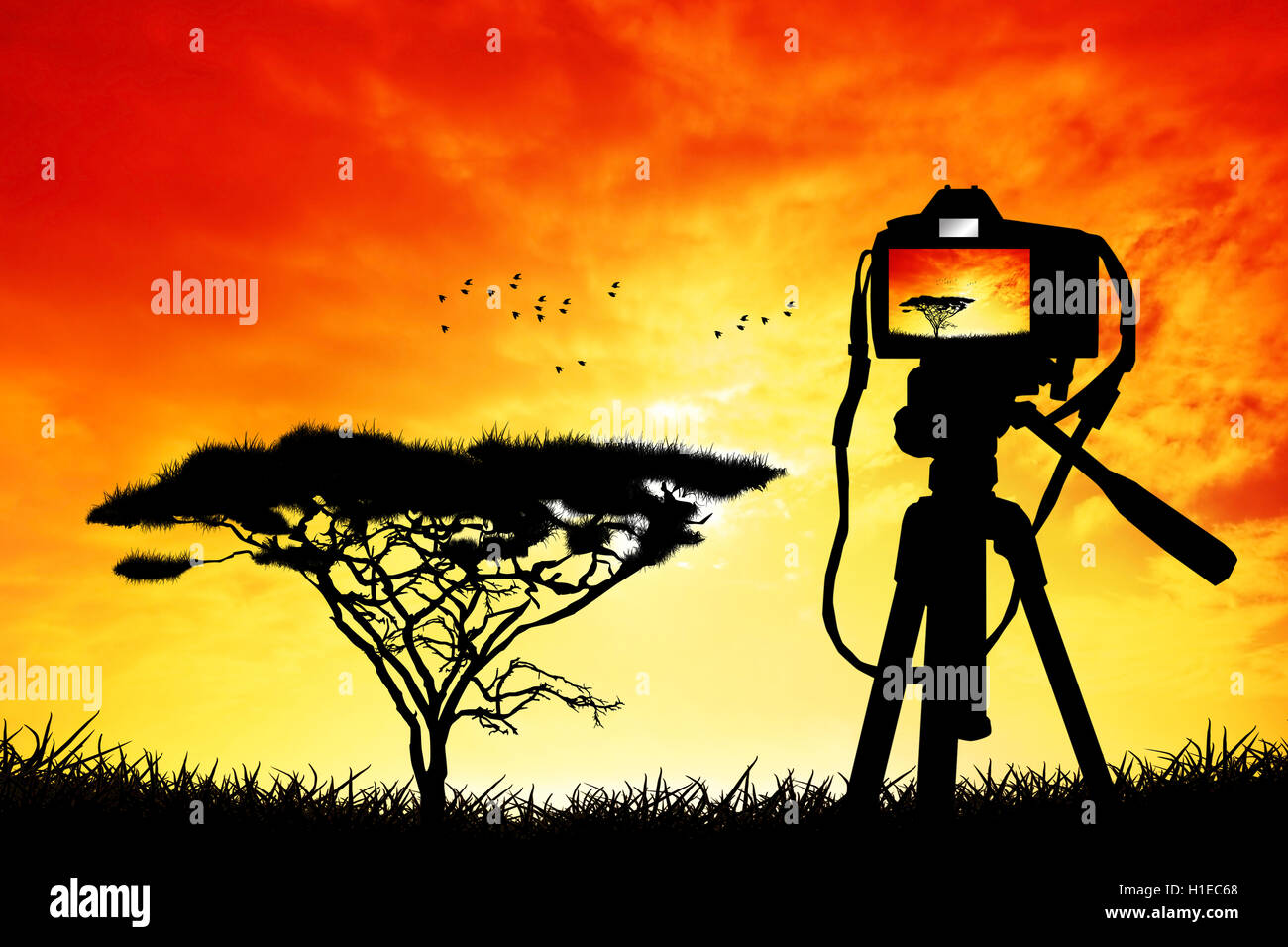 African photograph hi-res stock photography and images - Alamy