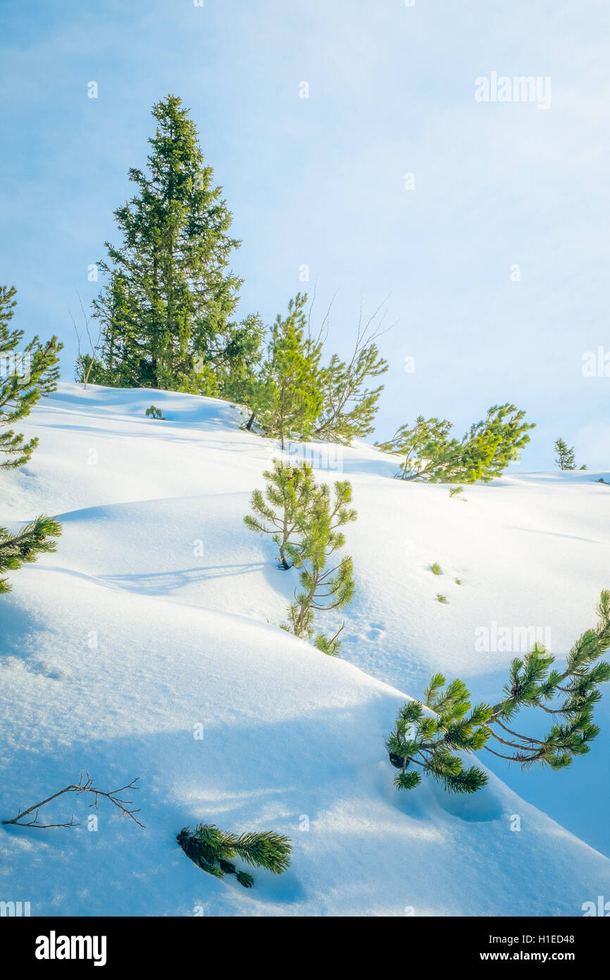 snow and trees Stock Photo - Alamy