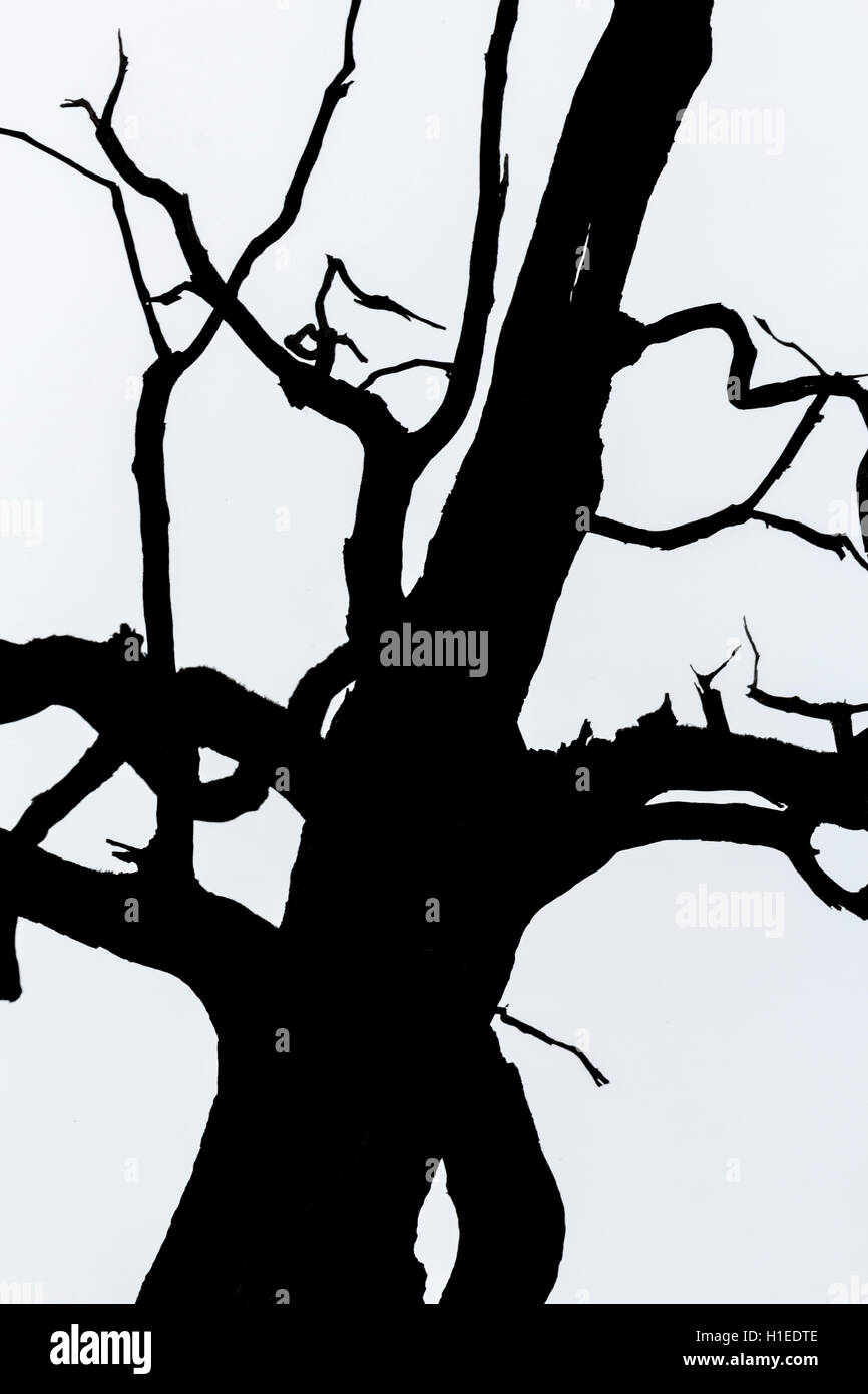 black and white silhouette of tree detail-view Stock Photo - Alamy