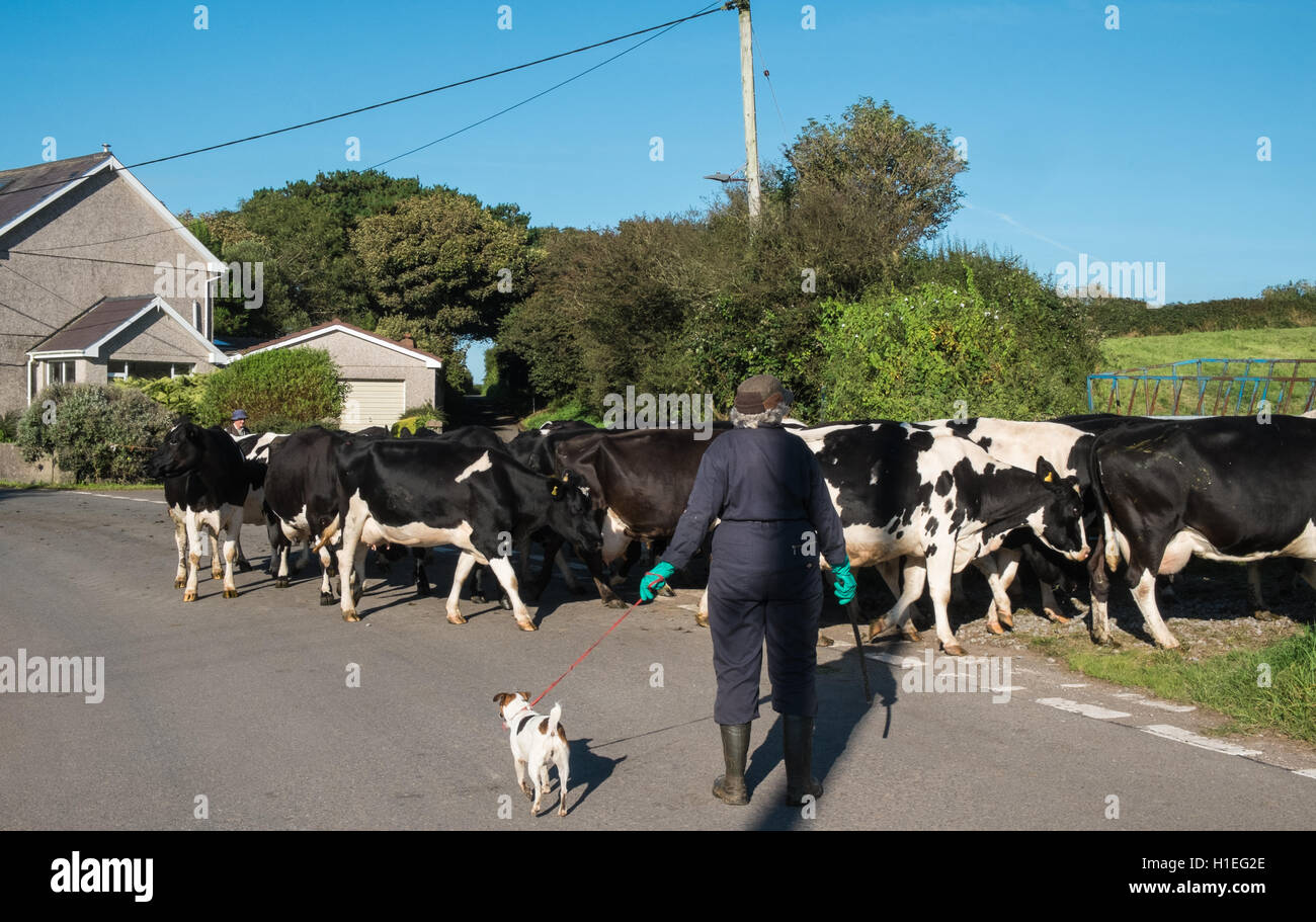 Rural scene of farmers moving their cows from one field to another ...