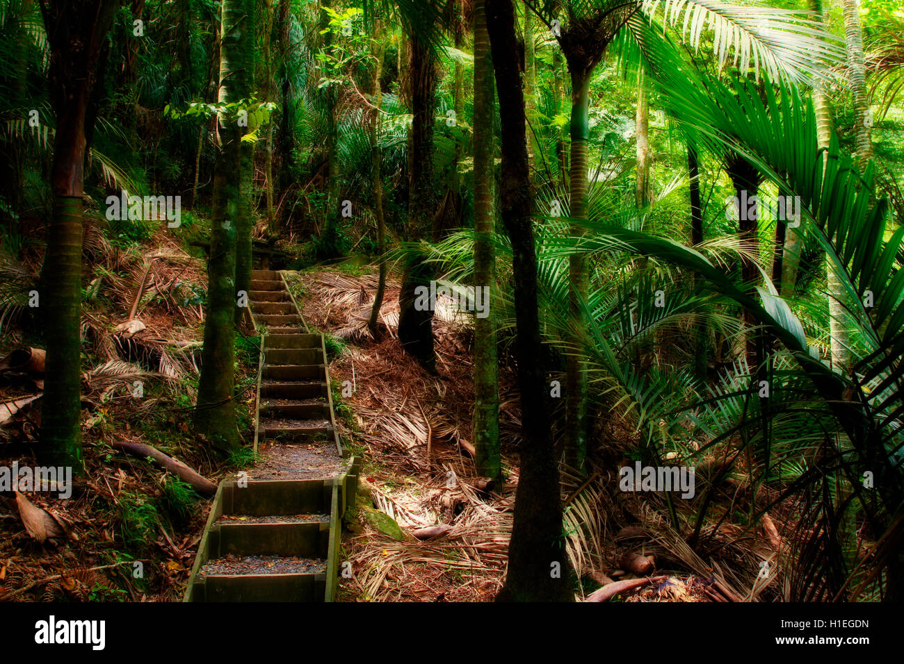 Walking trail in lush tropical forest Stock Photo - Alamy
