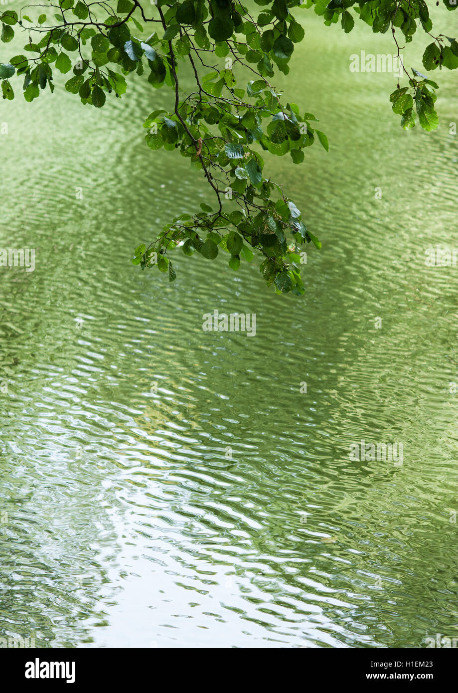 branch of Green leaves reflecting in the water Stock Photo