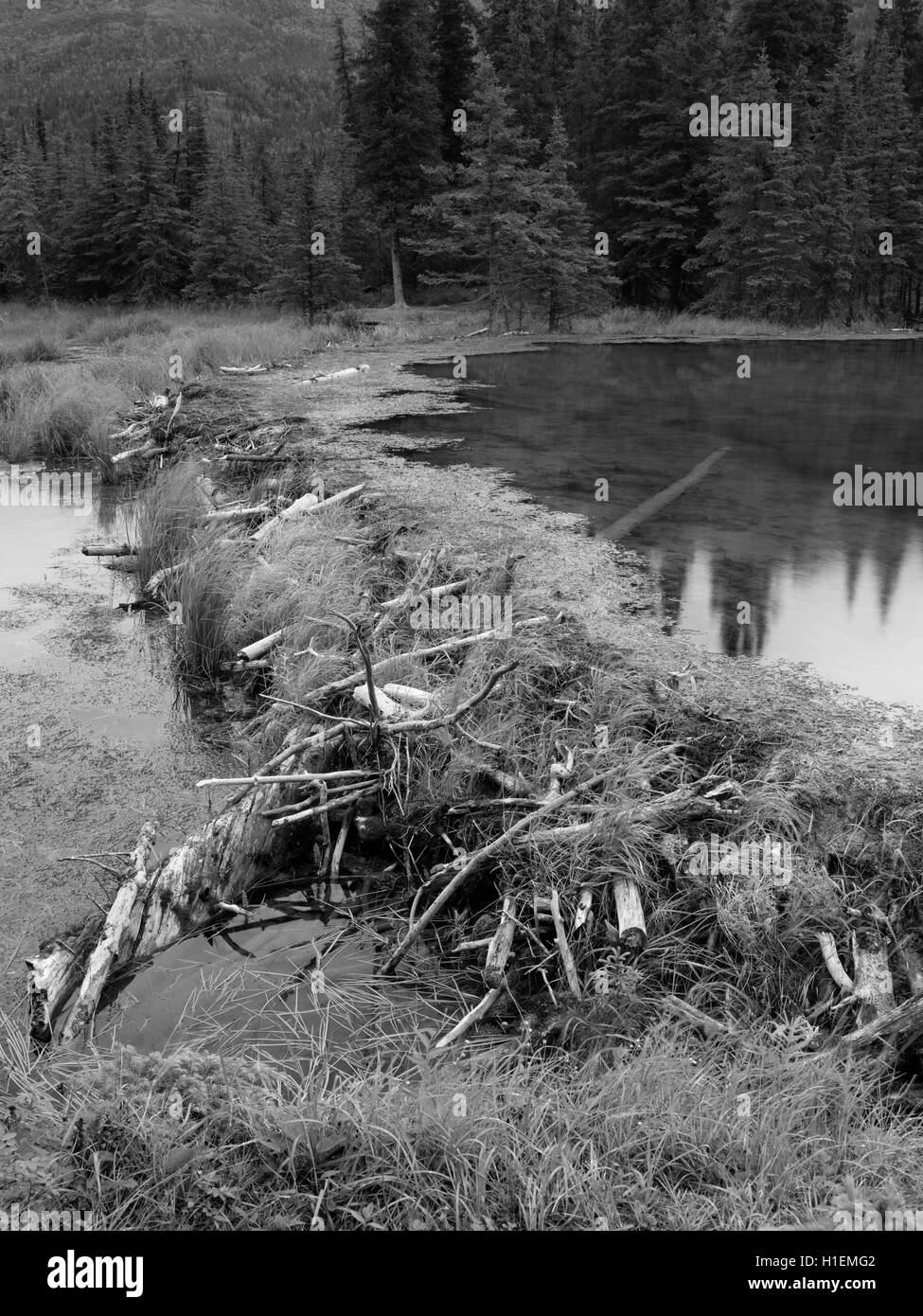 A beaver dam holds back the water on Horseshoe Lake, Denali National