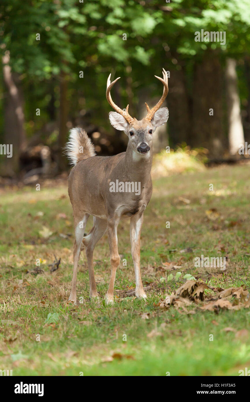 A Whitetailed deer buck stand at the edge of the forest. Stock Photo