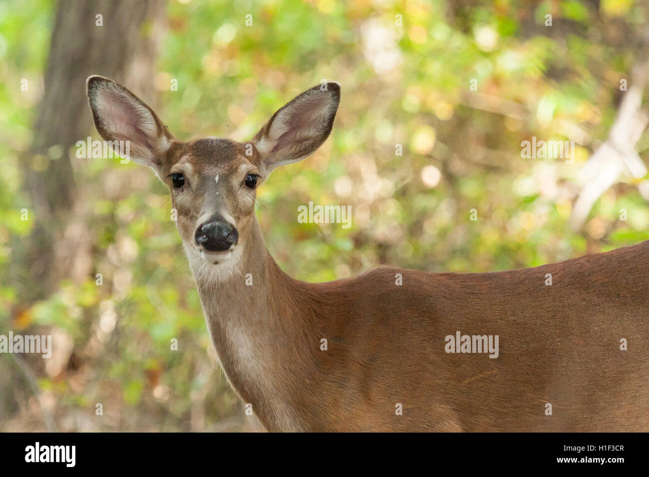 A Whitetailed deer doe stands in the forest Stock Photo - Alamy
