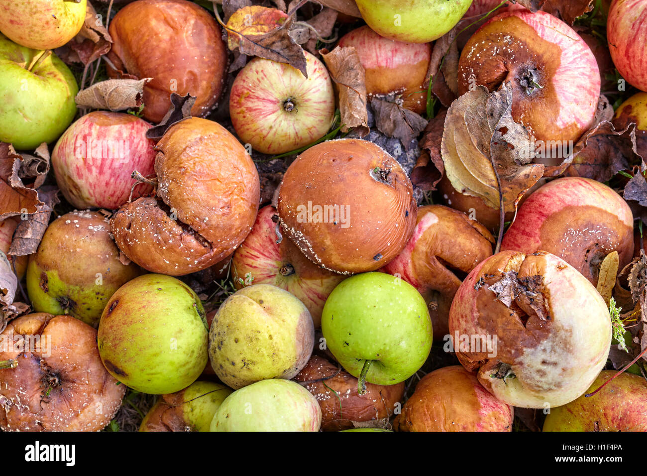 Close up picture of rotten apples in a garden. Stock Photo