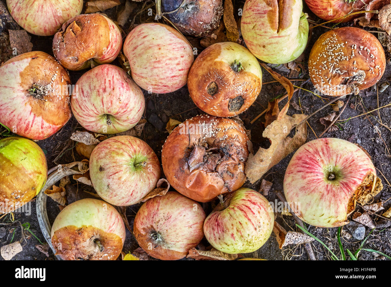 Close up picture of rotten apples in a garden. Stock Photo