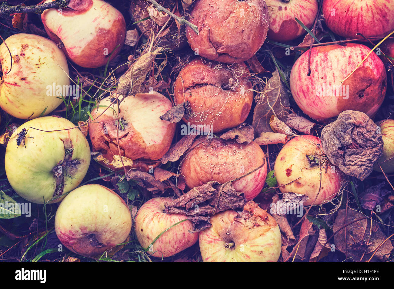 Vintage toned close up picture of rotten apples in a garden. Stock Photo