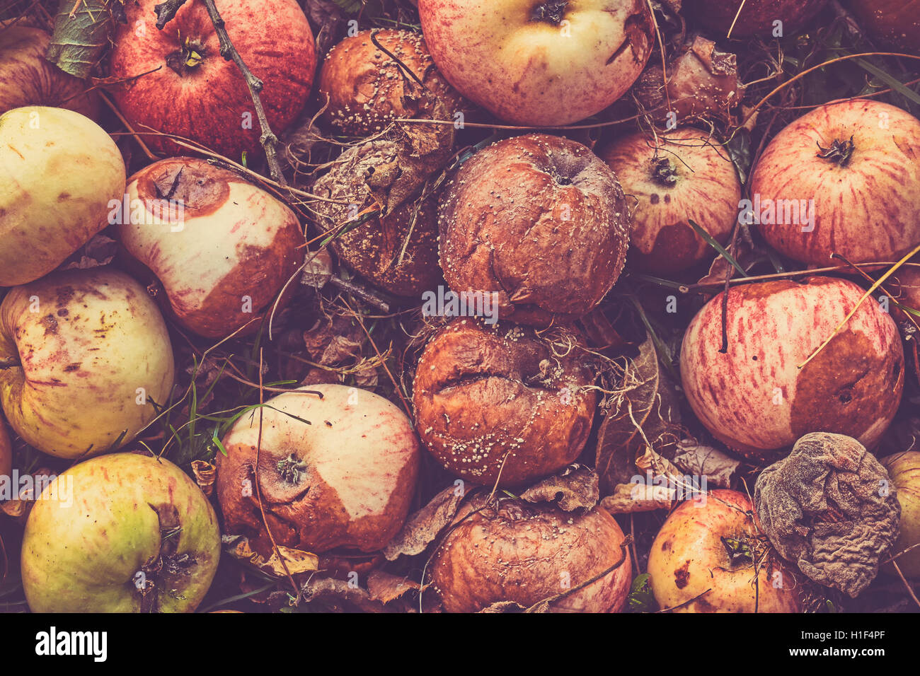 Retro toned close up picture of rotten apples in a garden. Stock Photo