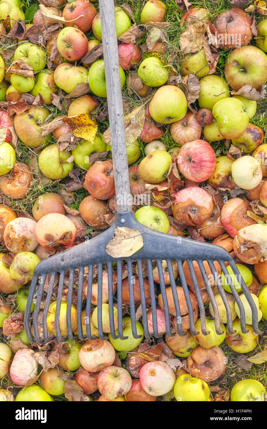 Rake on rotten apples in a garden, autumn cleaning concept. Stock Photo