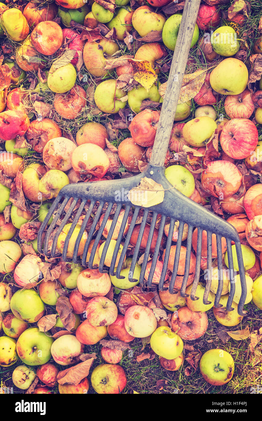 Vintage toned rake on rotten apples in a garden, autumn cleaning concept. Stock Photo